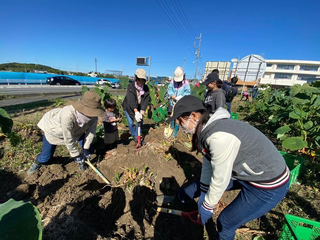 完全オーガニックの里芋を収穫して食べよう♪