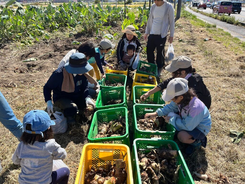 完全オーガニックの里芋を収穫して食べよう♪