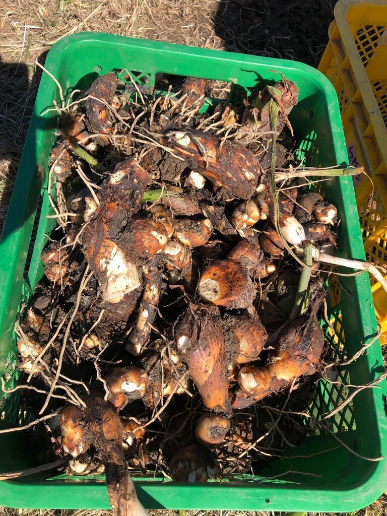 完全オーガニックの里芋を収穫して食べよう♪